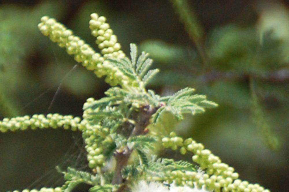 dall''Etiopia:  Acacia cfr. senegal (Fabaceae)